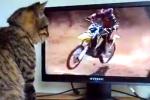 Un chat fan de motocross 