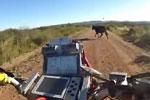 Un quad embrasse une vache